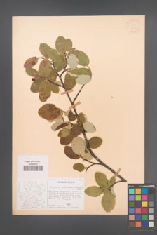 Cotoneaster tomentosus [KOR 21598]