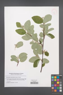 Cotoneaster nebrodensis [KOR 47926]