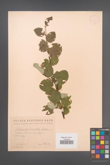 Cotoneaster tomentosus [KOR 13185]