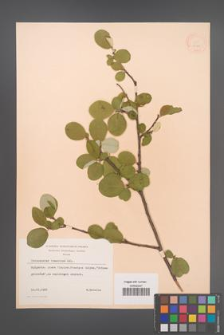 Cotoneaster tomentosus [KOR 13186]