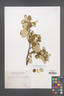 Cotoneaster tomentosus [KOR 27868]