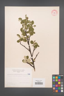Cotoneaster tomentosus [KOR 5351]