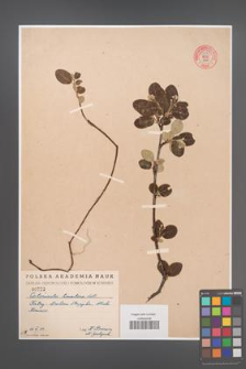 Cotoneaster tomentosa [KOR 55272]