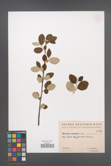 Cotoneaster tomentosa [KOR 55273]