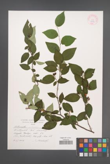 Cotoneaster villosulus [KOR 44393]