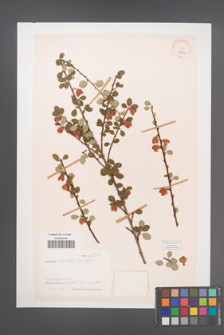 Cotoneaster nitidus [KOR 27666]
