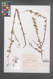Cotoneaster nummularius [KOR 13181]