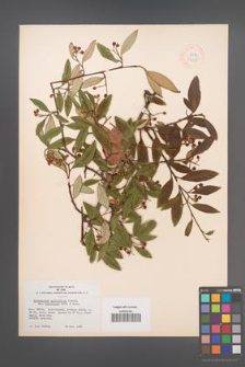 Cotoneaster salicifolia [KOR 34158]