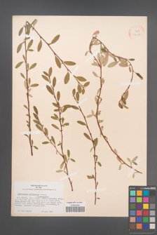 Cotoneaster salicifolia [KOR 34157]