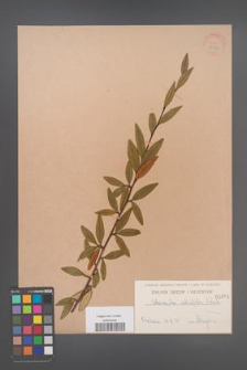 Cotoneaster salicifolia [KOR 1024]