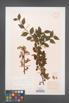 Cotoneaster sikangensis [KOR 27679]
