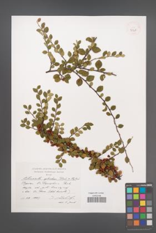Cotoneaster splendens [KOR 39208]