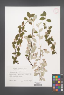 Cotoneaster sternianus [KOR 41418]