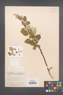 Cotoneaster suavis [KOR 55276]