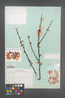 Cotoneaster transcaucasicus [KOR 24345]
