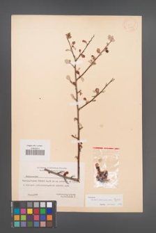 Cotoneaster transcaucasicus [KOR 13143]