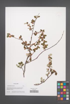 Cotoneaster taurica [KOR 49880]
