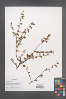 Cotoneaster taurica [KOR 49906]