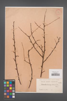 Cotoneaster tenuipes [KOR 1021]