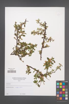 Cotoneaster [KOR 49671]