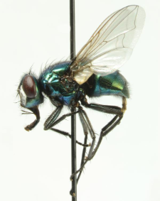 Neomyia cornicina (Fabricius, 1781)