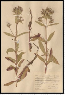 Saponaria officinalis L.