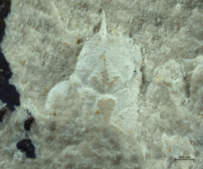 Gastrodorus bzowiensis