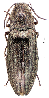 Actenicerus sjaelandicus (Müller, 1764)