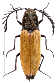 Anostirus castaneus (Linnaeus, 1758)