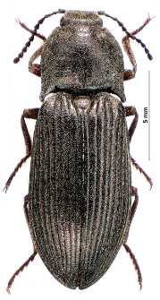 Selatosomus latus (Fabricius, 1801)
