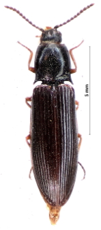 Hypoganus inunctus (J.Th. Lacordaire, 1835)