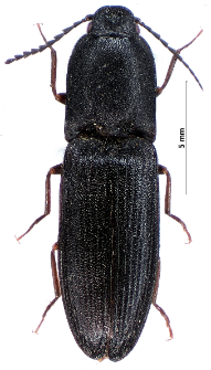 Crepidophorus mutilatus (Rosenhauer, 1847)