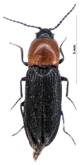 Cardiophorus gramineus (Scopoli, 1763)