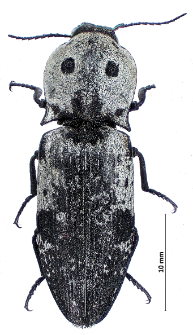 Cryptalaus parreysi (Steven 1830)