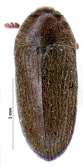 Aulonothroscus brevicollis (Bonvouloir, 1859)