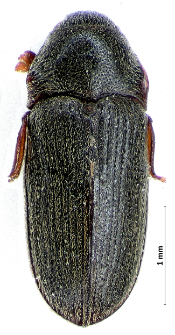 Aulonothroscus laticollis (Rybinski, 1897)