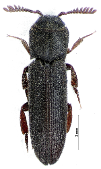 Melasis buprestoides (Linnaeus, 1761)