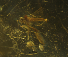 Hybotidae (Hybotinae)