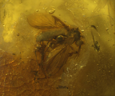 Anisopodidae