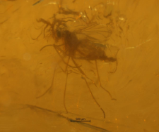 Diptera (Nematocera)