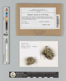 Cladonia uncialis (L.) Weber ex F.H. Wigg. 