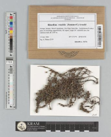 Rinodina roscida (Sommerf.) Arnold 