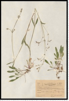 Silene nutans L.