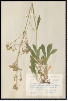 Silene nutans L.