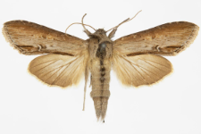 Cucullia asteris