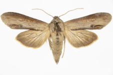 Cucullia asteris