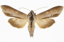 Cucullia asteris