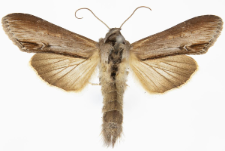 Cucullia asteris