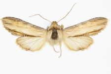 Shargacucullia lychnitis