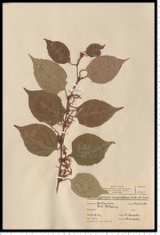Reynoutria japonica Houtt.